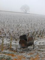 vignes (20).JPG